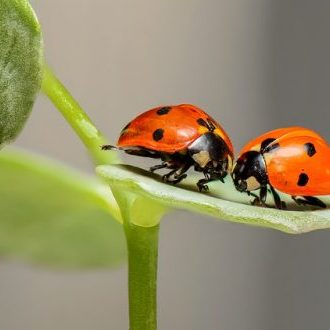 Infidelidad en la pareja | Familiae | Psicóloga en Madrid y Santiago de Compostela